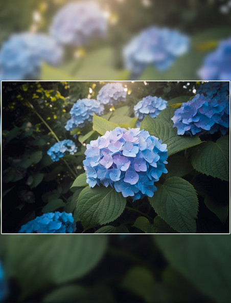 夏季花拍摄浅蓝色绣球花摄影图