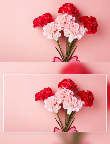 粉色红色康乃馨花朵花卉摄影