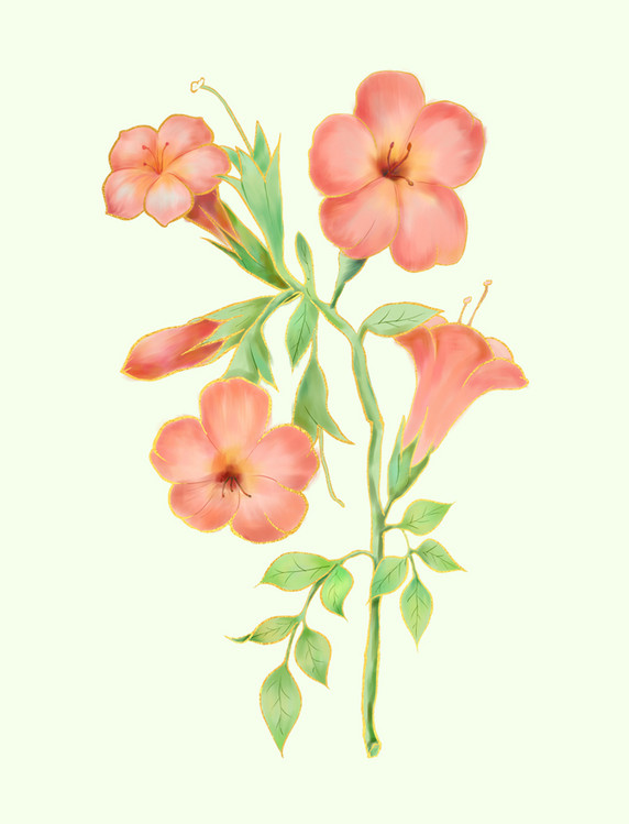 粉色中国风纹样花朵水彩花朵喇叭