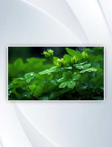 春季谷雨绿色叶子植物水滴