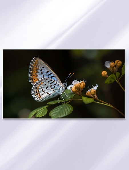 蓝白相间的蝴蝶栖息在棕色的植物上 壁纸