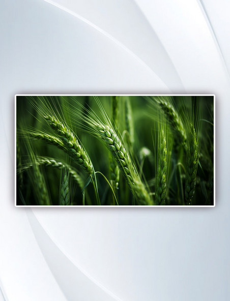 特写摄影中的绿色小麦简约摄影图
