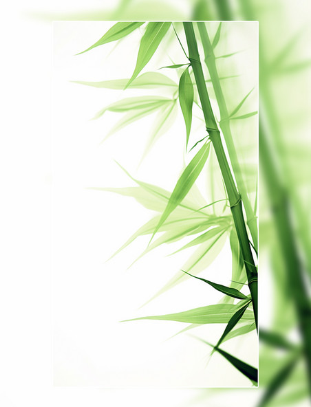 夏季植物竹子绿叶竹竿
