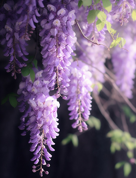 摄影图紫藤紫色的紫藤花