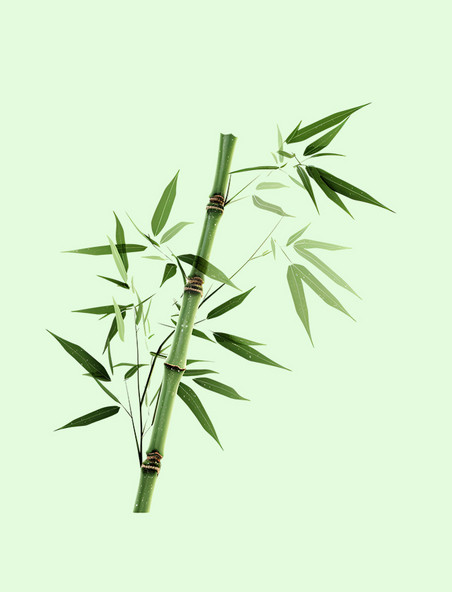 立体绿植竹子