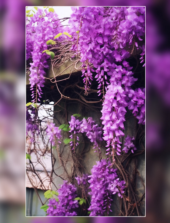 花架上挂着一束紫色的藤蔓花束高清摄影图