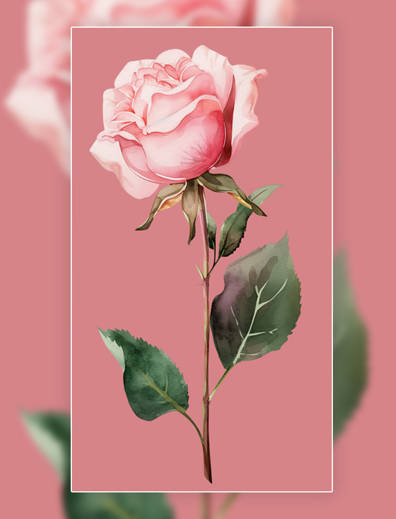 花草植物玫瑰花花朵粉色玫瑰