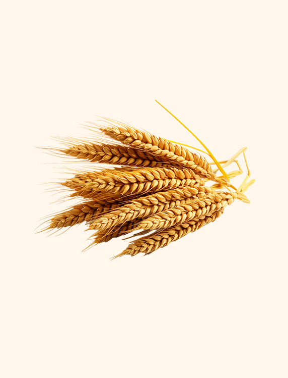 秋季丰收成熟的麦穗手绘元素