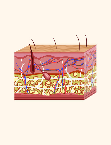 皮肤组织毛发生长元素