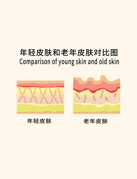 年轻皮肤和老年皮肤示意图图解医疗美容护肤