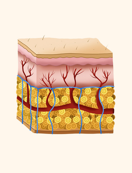 皮肤组织细胞图解