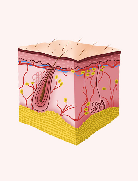 皮肤组织结构图解毛囊医疗美容