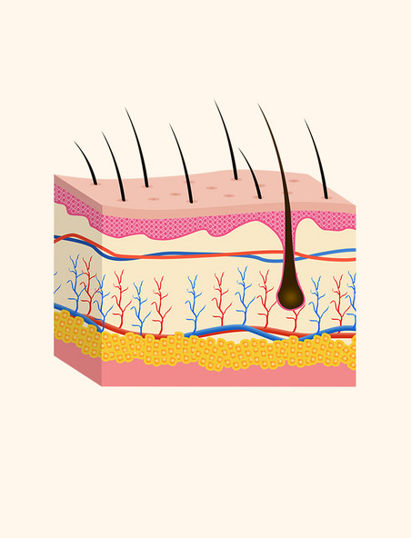 医疗美容健康皮肤毛囊皮肤问题立体剖面图肌理结构图解