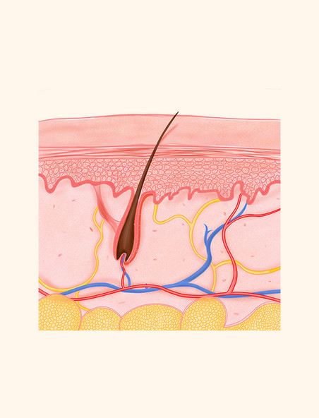 皮肤组织表皮肌肤毛孔毛囊结构图解