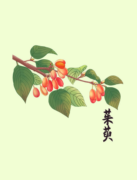 中医山茱萸中药免抠元素