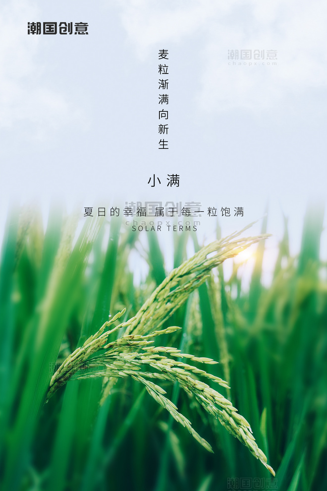 小满节气小麦绿色摄影图麦田稻穗清新海报