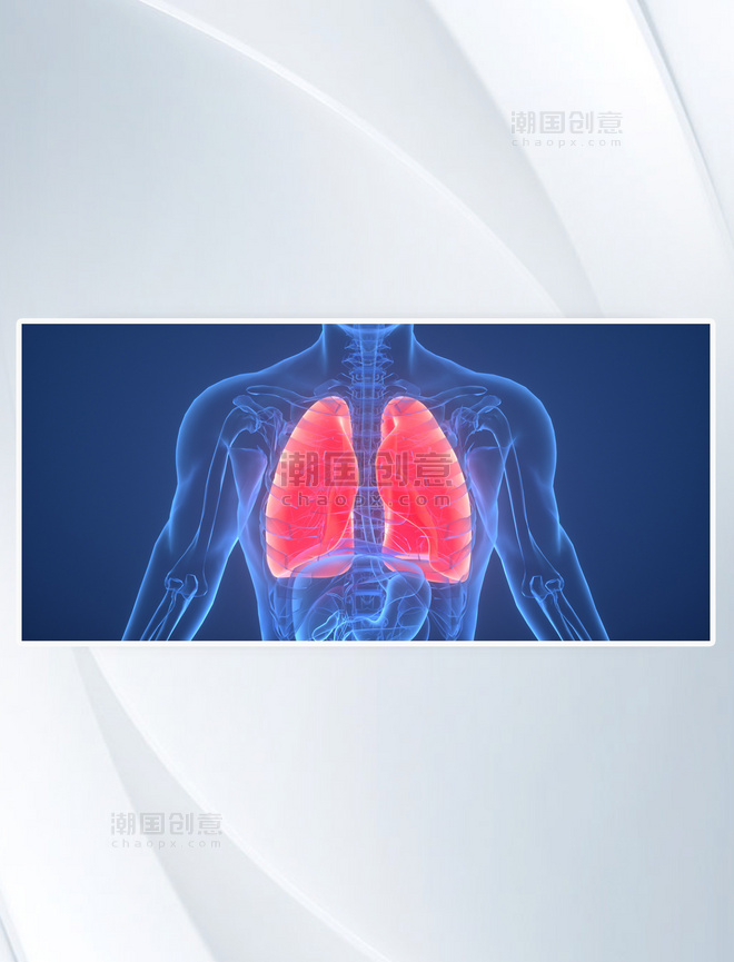 人体结构 3D C4D 立体创意医疗肺部人体结构