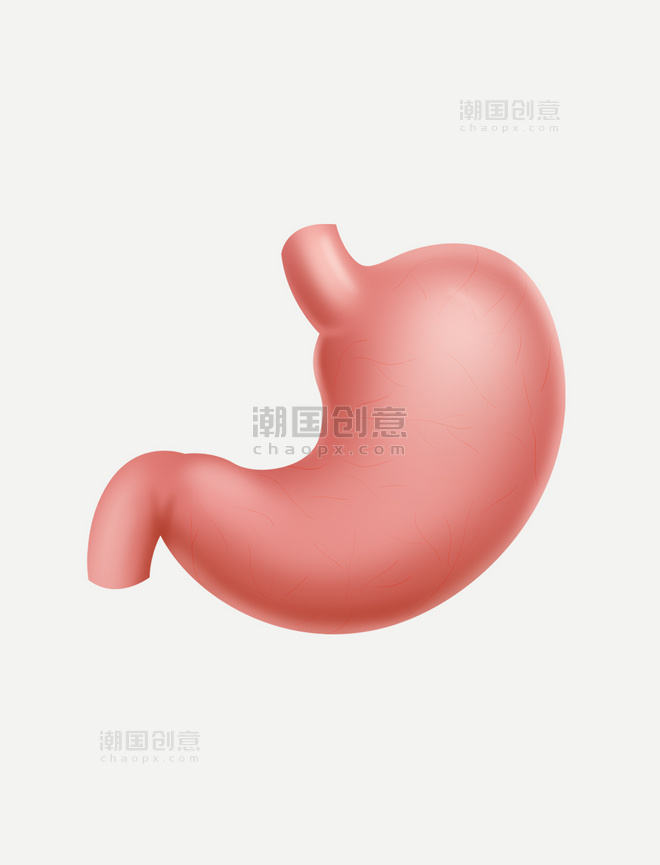人体器官胃部