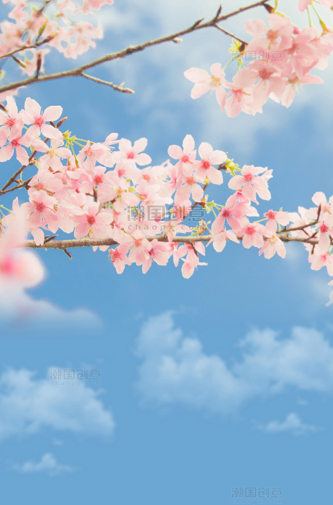 樱花海报花朵蓝天背景春天春天赏樱