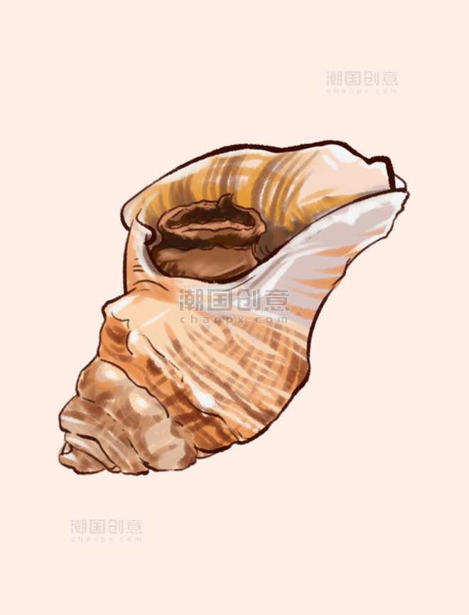 手绘海鲜美食海螺海洋生物生鲜食物海螺贝壳生物