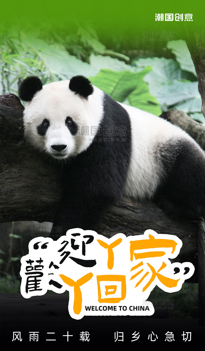 欢迎旅美大熊猫回国回家公益宣传海报