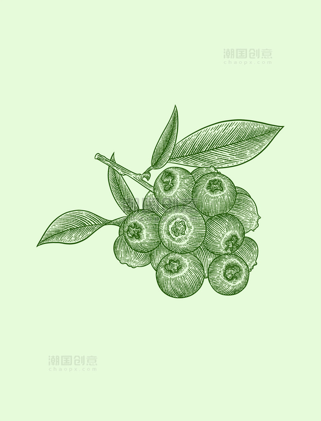 绿色线描水果蓝莓铜版画
