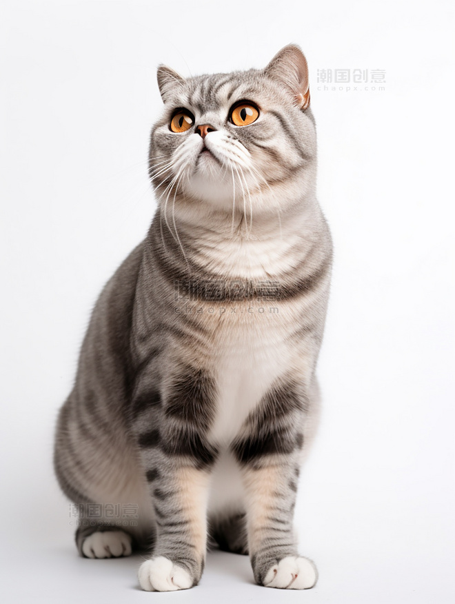 折耳猫照片超级清晰猫猫动物摄影全身照高质量获奖宠物摄影风格