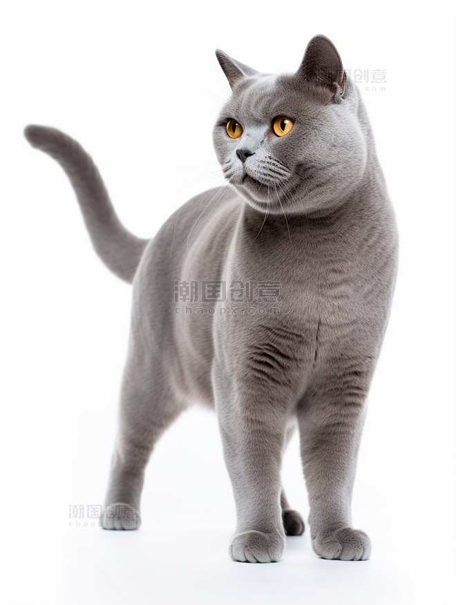 猫猫动物摄影一张英国短毛猫照片全身照高质量获奖宠物摄影风格