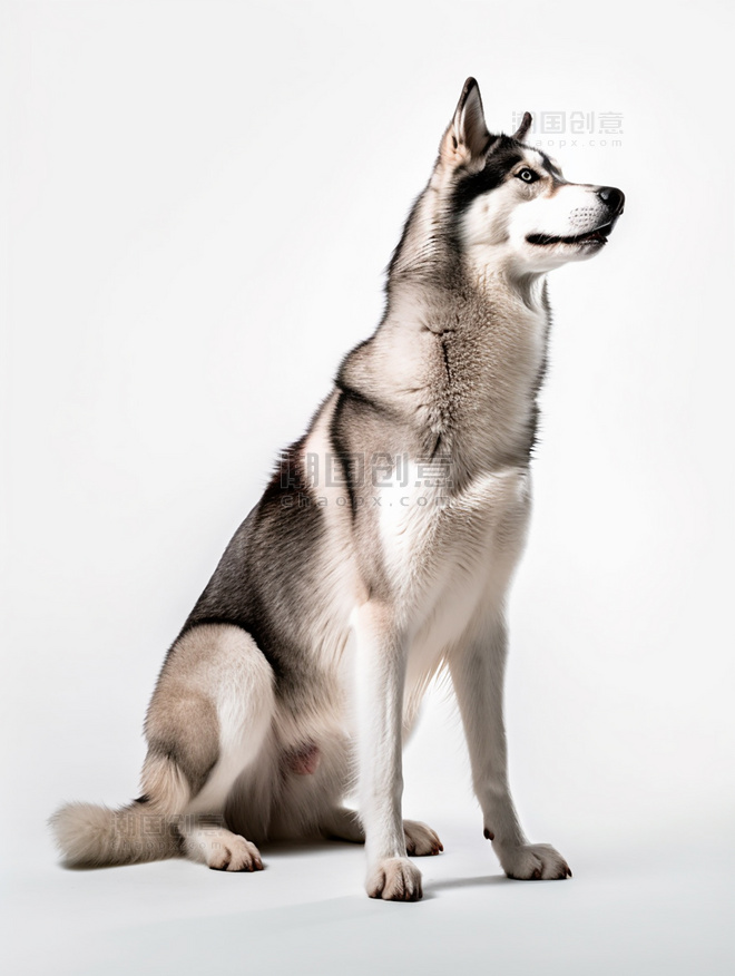 动物摄影一张哈士奇狗狗照片全身照高质量获奖宠物摄影风格