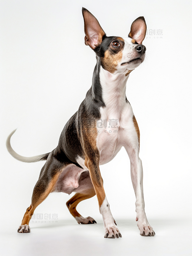 高质量获奖宠物摄影风格超级清晰动物摄影一张法斗狗狗照片全身照