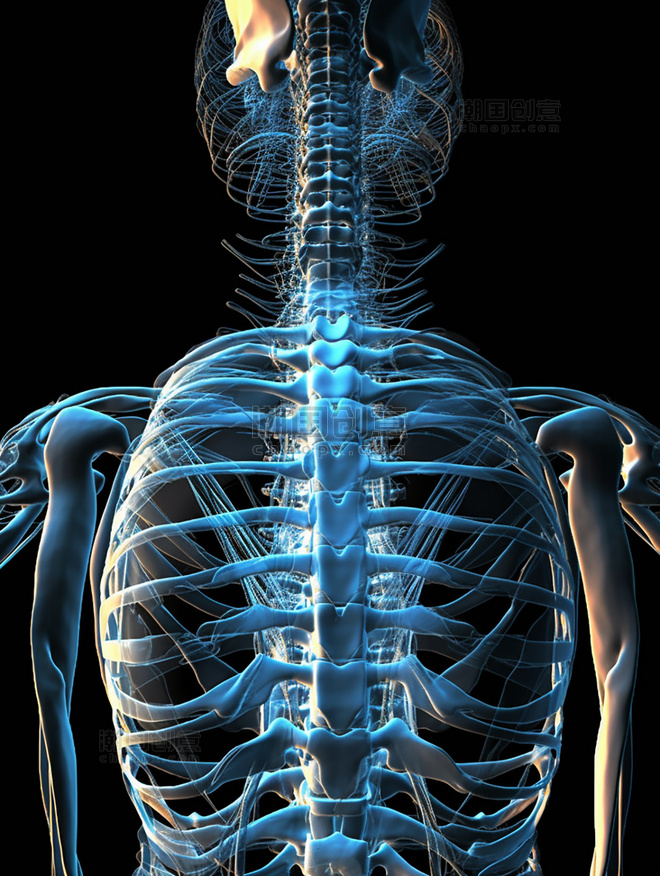 人体脊柱部位关节透视图AI绘画