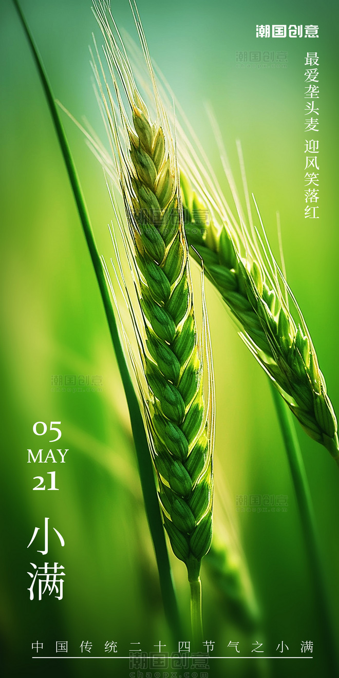 绿色麦穗麦子二十四节气小满节气海报