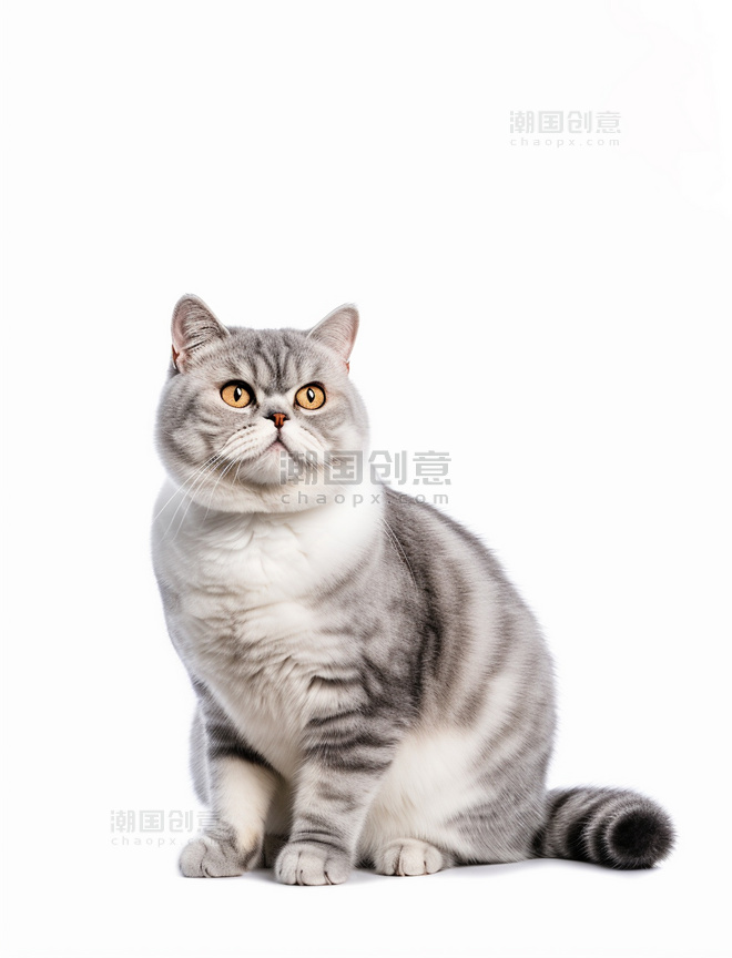 潮国摄影图 小猫银渐层可爱猫咪摄影图
