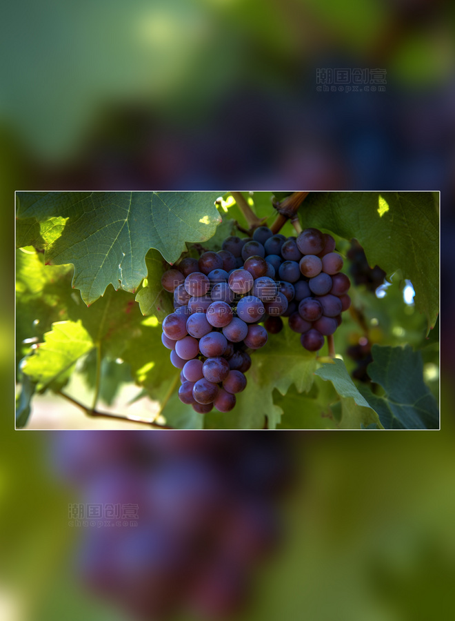 采摘葡萄园甜甜的葡萄新鲜水果实拍大棚水果农场新鲜葡萄摄影图