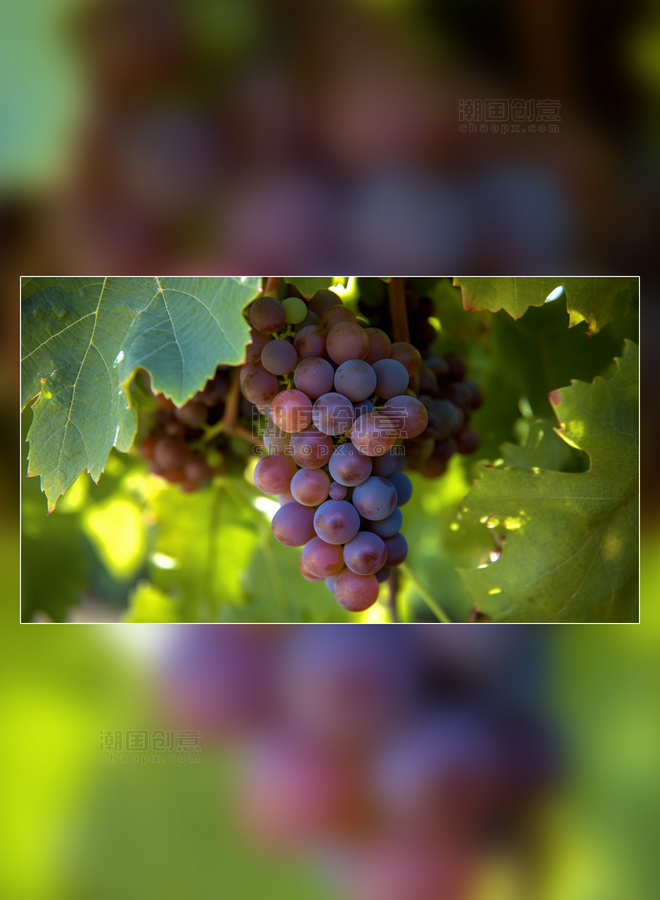 采摘葡萄园甜甜的葡萄实拍大棚水果农场新鲜葡萄摄影图超级清晰新鲜水果