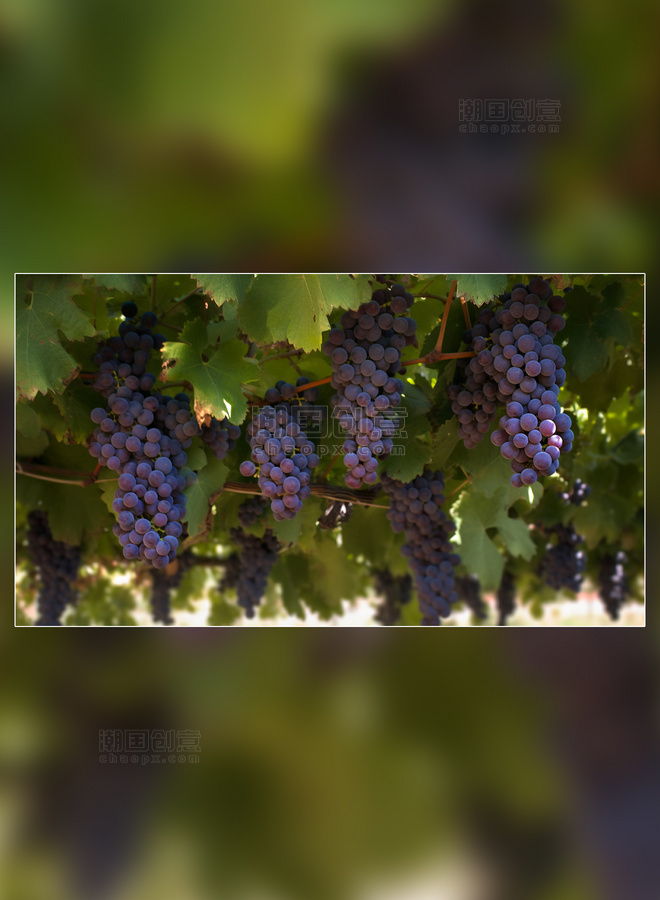 甜甜的葡萄新鲜水果实拍大棚采摘葡萄园水果农场新鲜葡萄摄影图