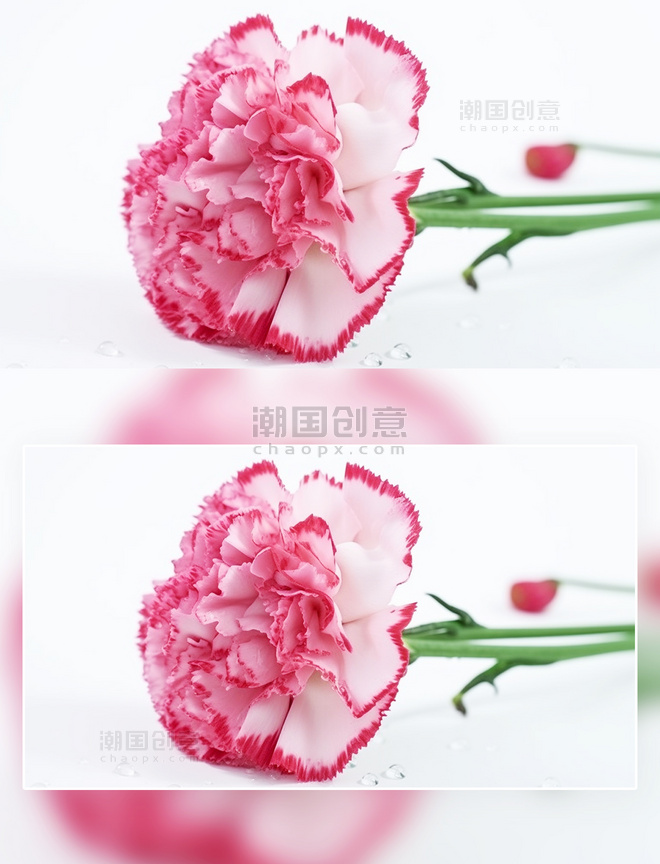玫红色康乃馨花朵摄影