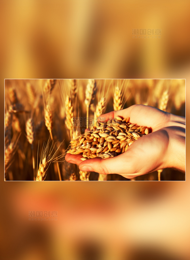 白天小麦麦田生长粮食摄影图成熟黄金小麦麦穗植物