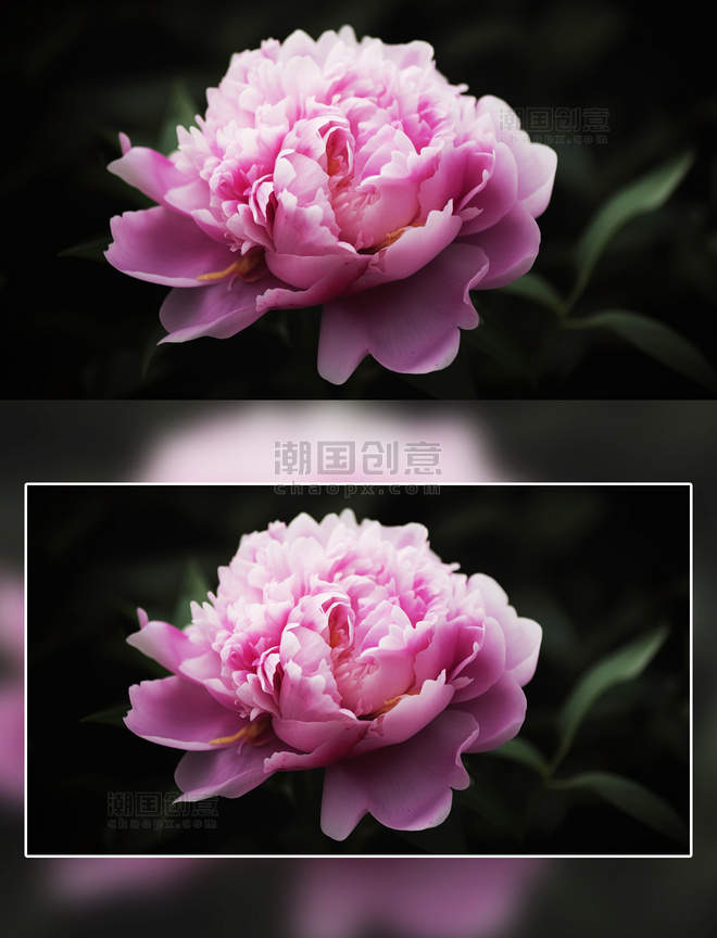 粉色芍药花朵花卉摄影