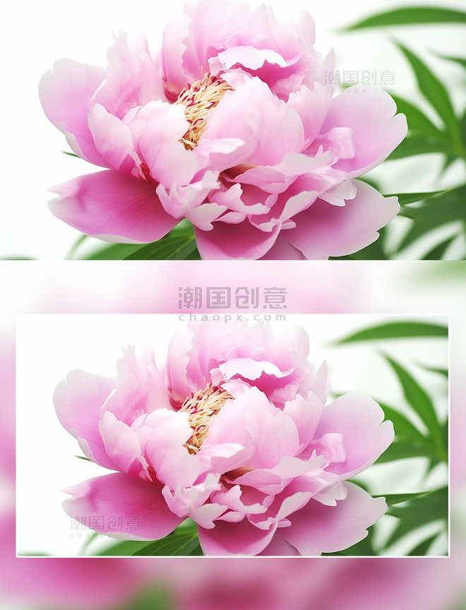 粉色芍药花朵绿叶摄影