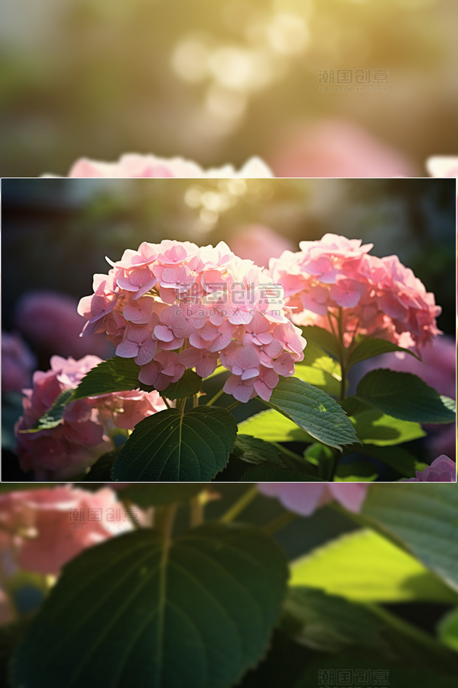 粉红色绣球花摄影图阳光下盛开的绣球花图片