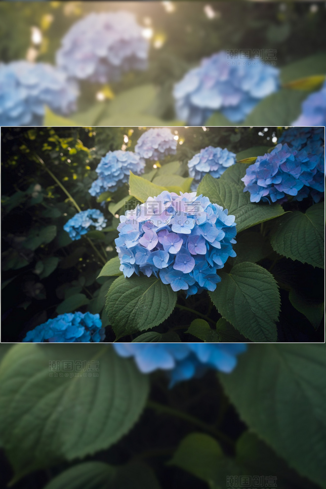 夏季花拍摄浅蓝色绣球花摄影图