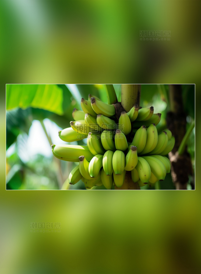 香蕉果园水果新鲜香蕉摄影图