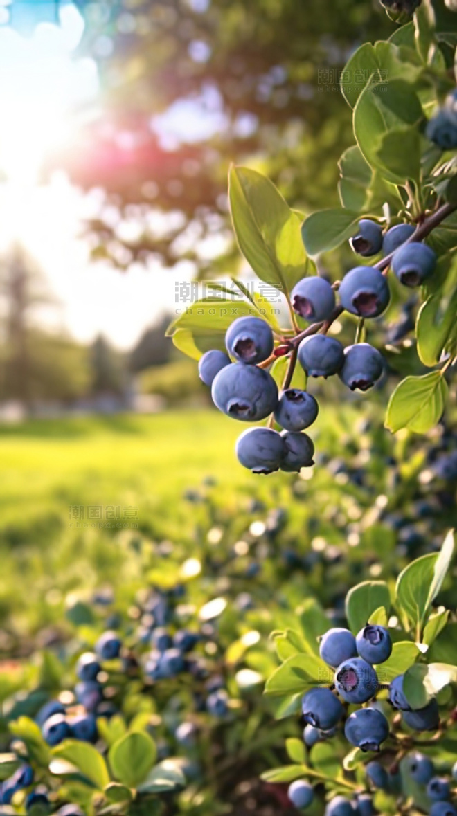 农业种植果园蓝莓