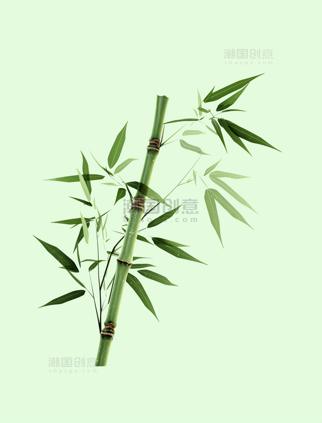 立体绿植竹子