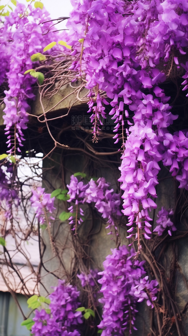 花架上挂着一束紫色的藤蔓花束高清摄影图