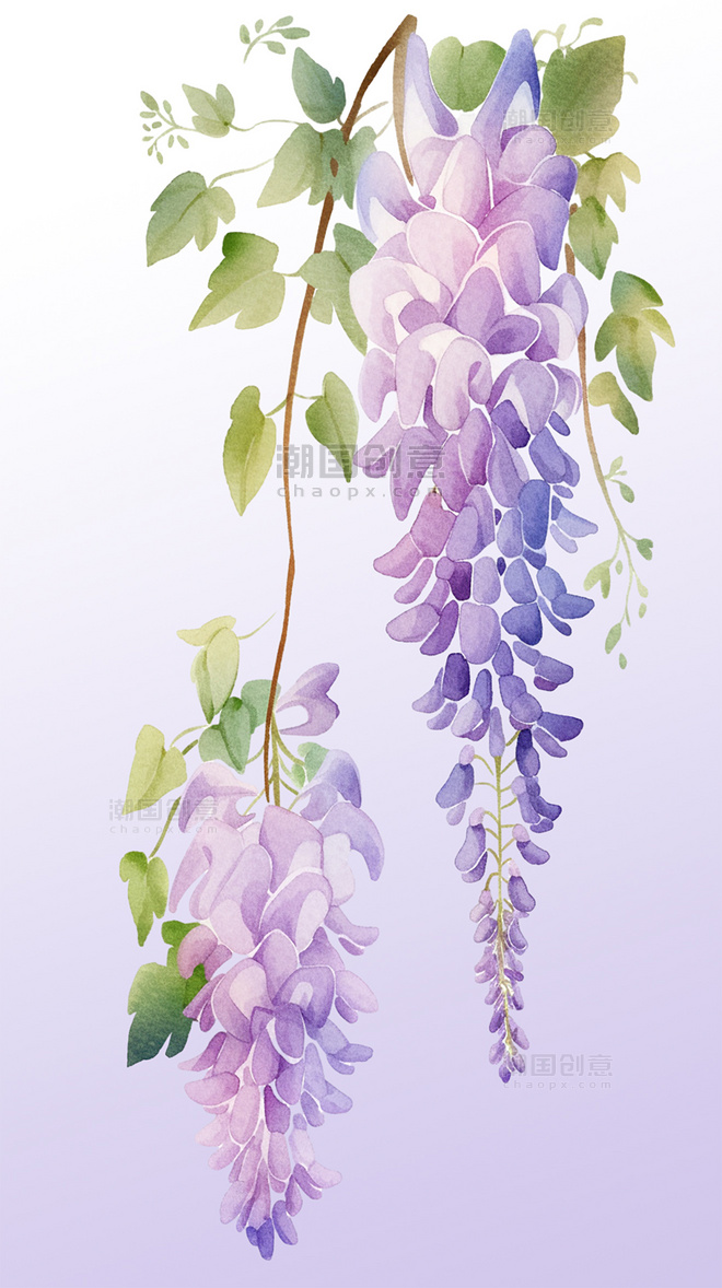 紫藤花鲜花花草植物