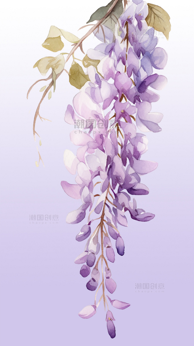 花草植物紫藤花鲜花花朵