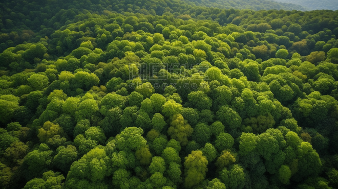 潮国创意航拍绿色森林3植物树林热带雨林