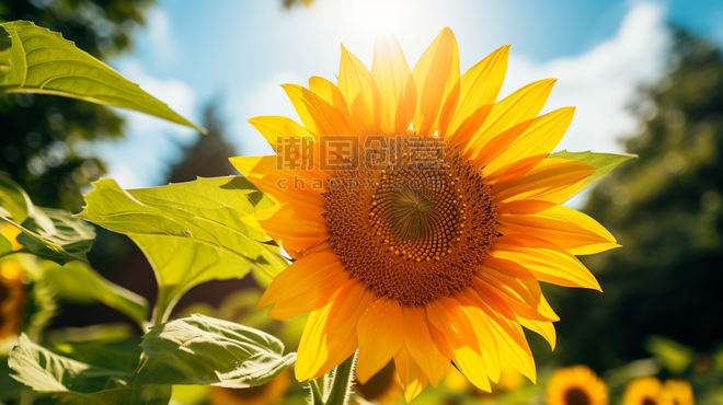 创意美丽的向日葵花朵植物特写摄影